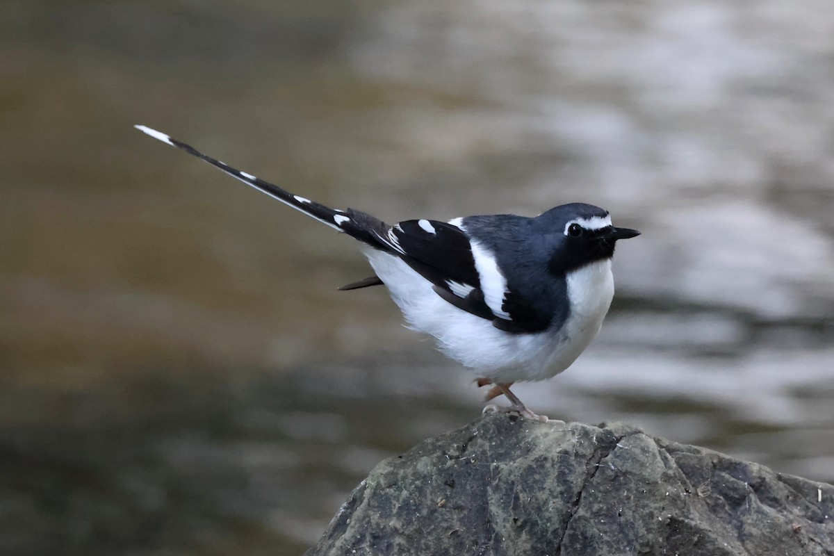 Slaty-backed Forktail - ML627989356