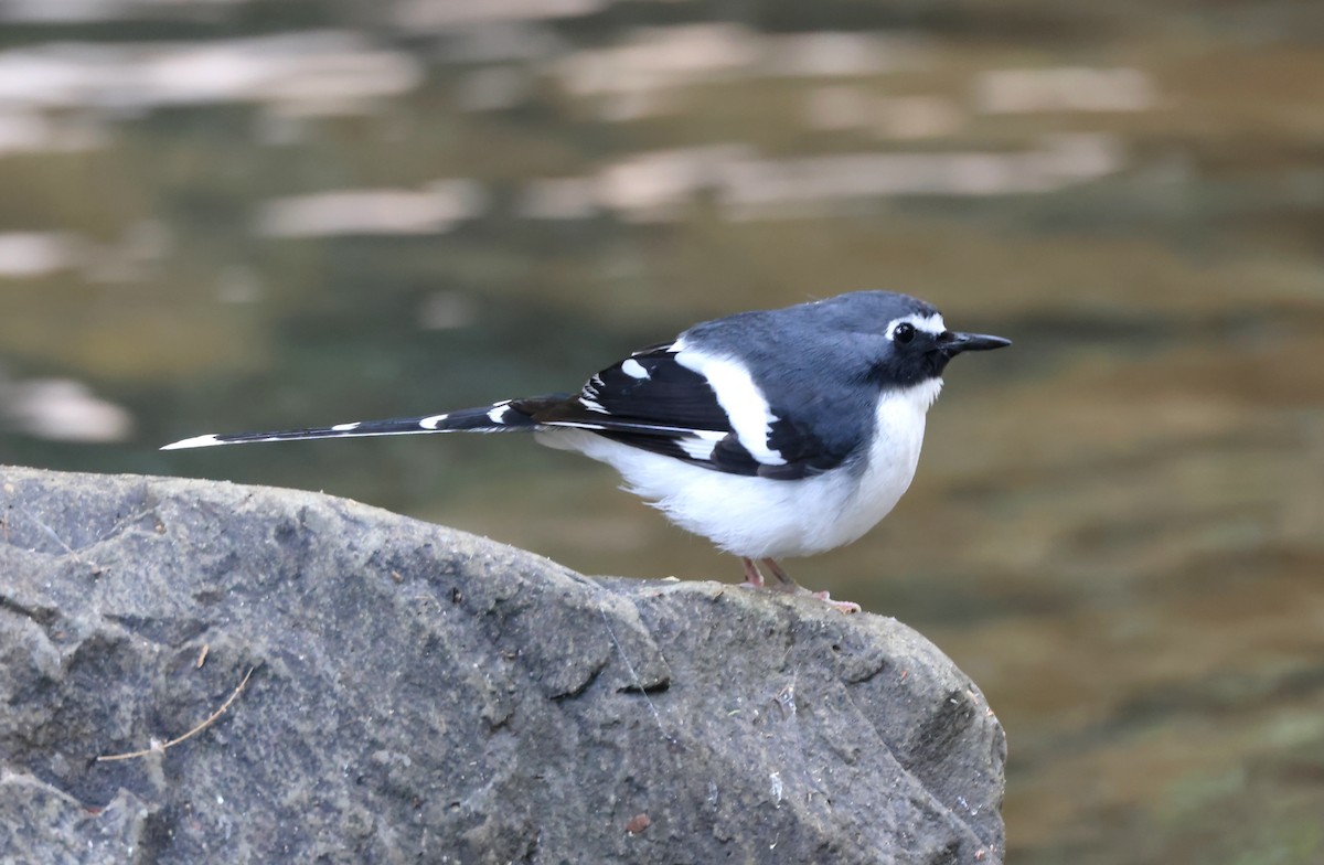 Slaty-backed Forktail - ML627989357