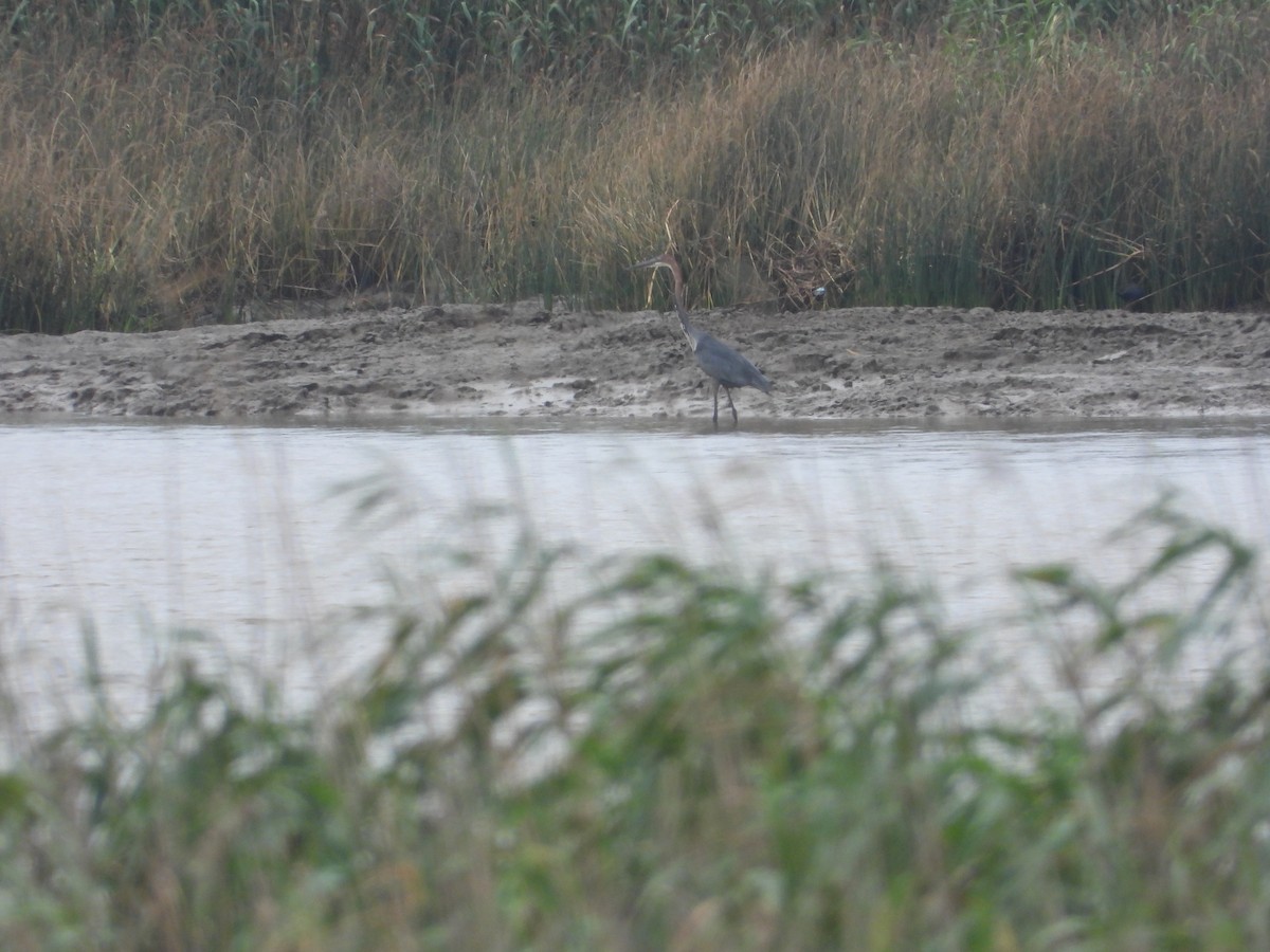 Goliath Heron - ML627989366