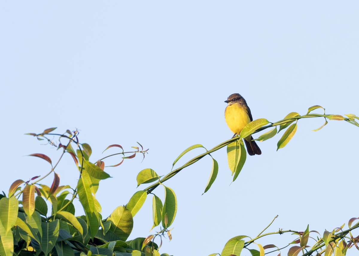 Dusky-chested Flycatcher - ML627989368