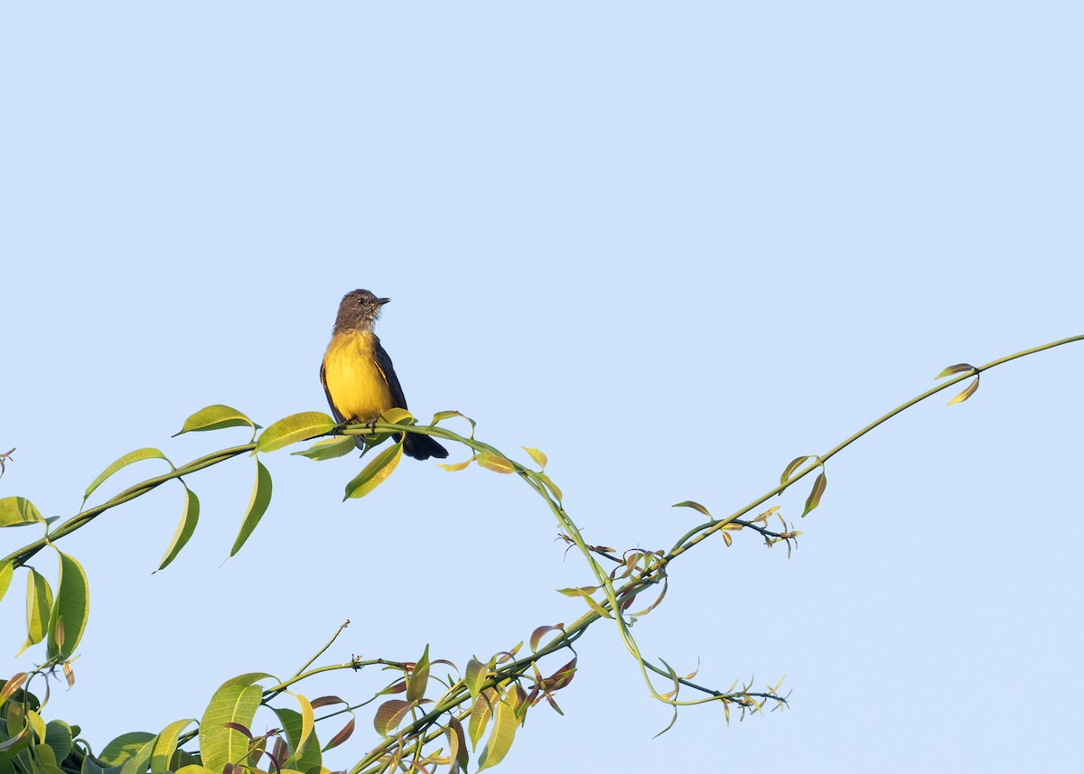 Dusky-chested Flycatcher - ML627989369