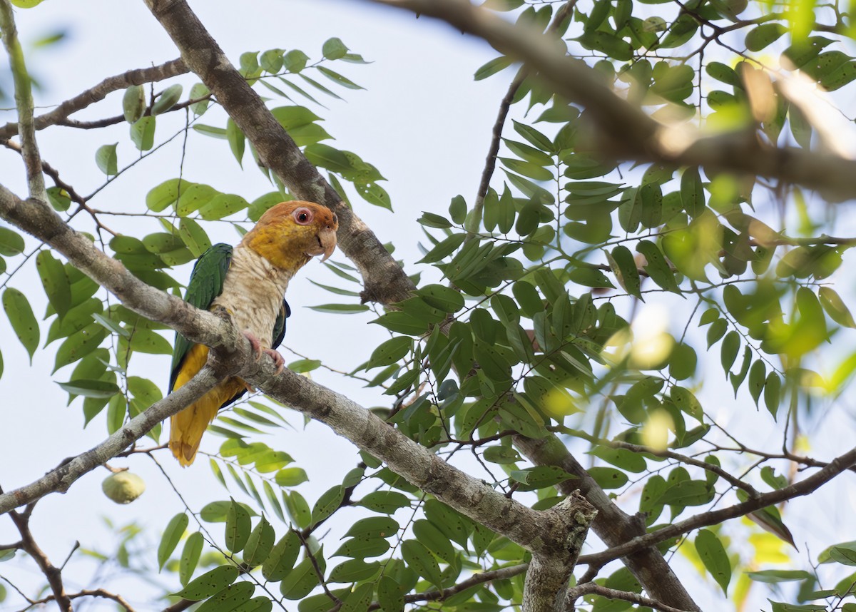 White-bellied Parrot - ML627989379