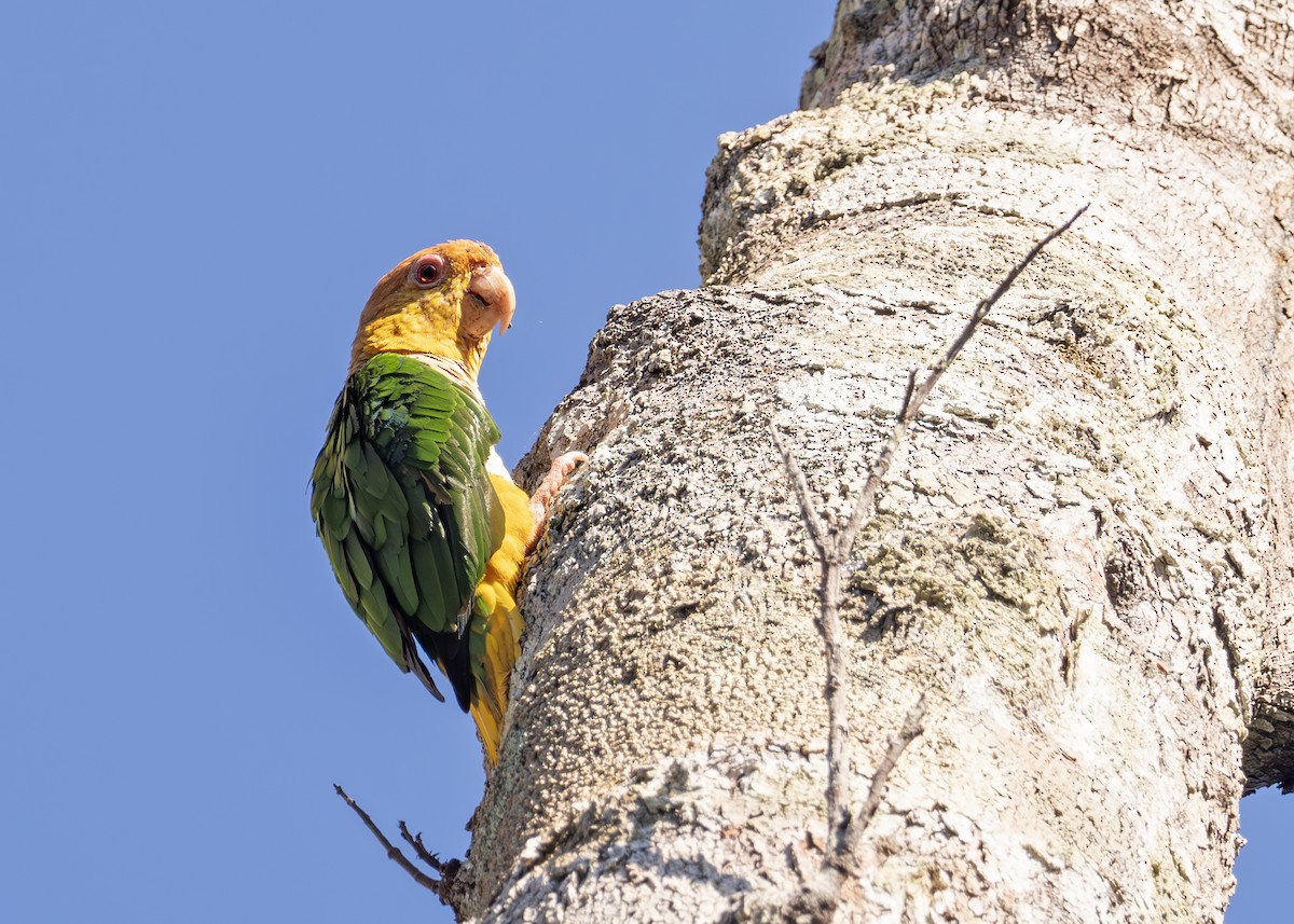 White-bellied Parrot - ML627989380