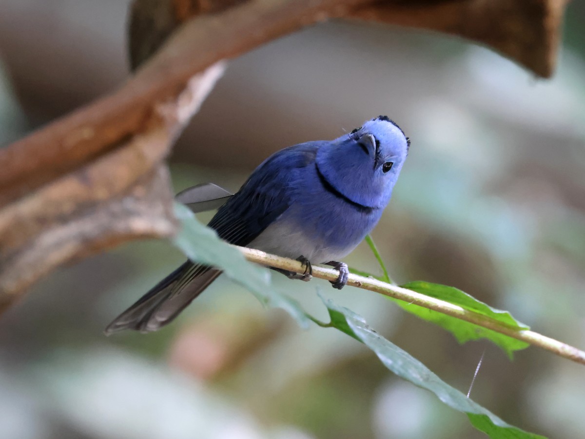 Black-naped Monarch - ML627989416