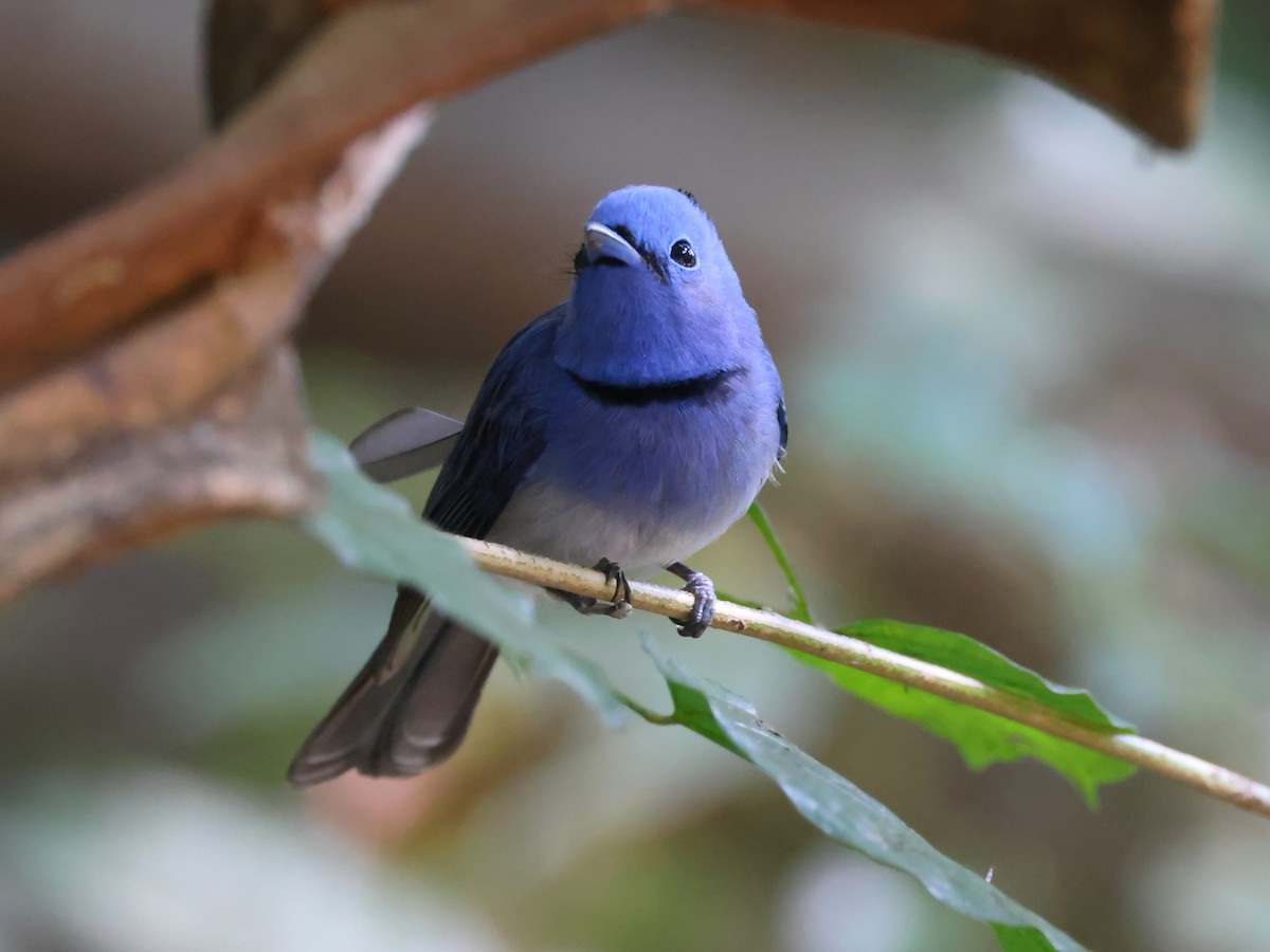 Black-naped Monarch - ML627989417