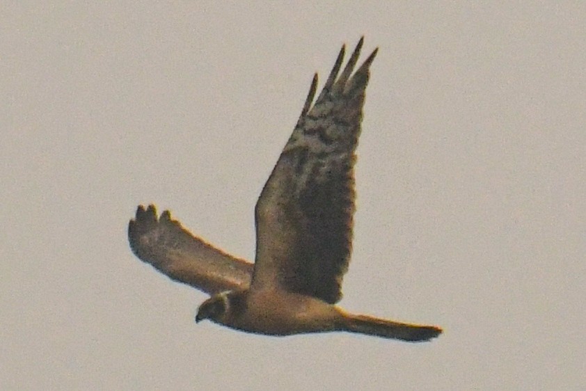 Pallid Harrier - ML627989458