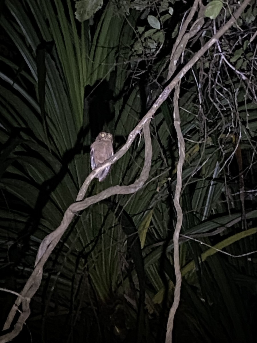 Andaman Scops-Owl - ML627989630