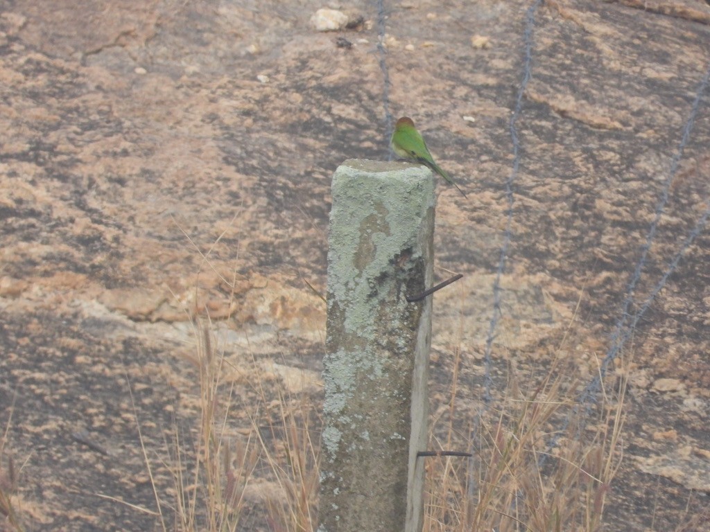 Asian Green Bee-eater - ML627989633