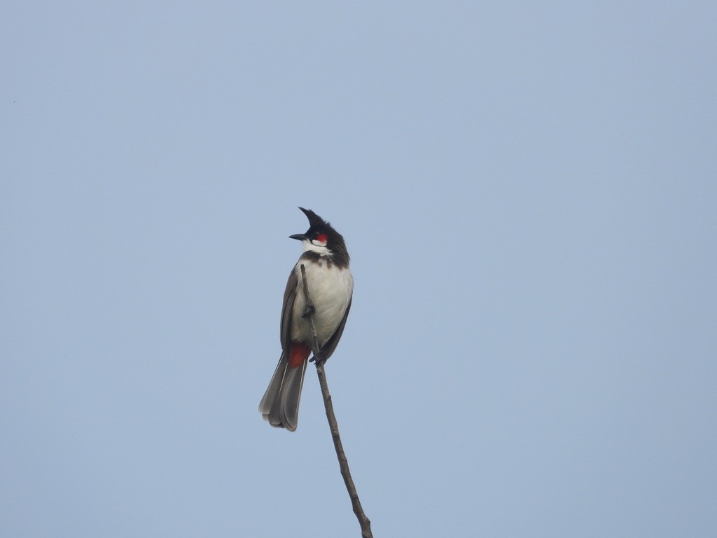 Bulbul masailgorria - ML627989639