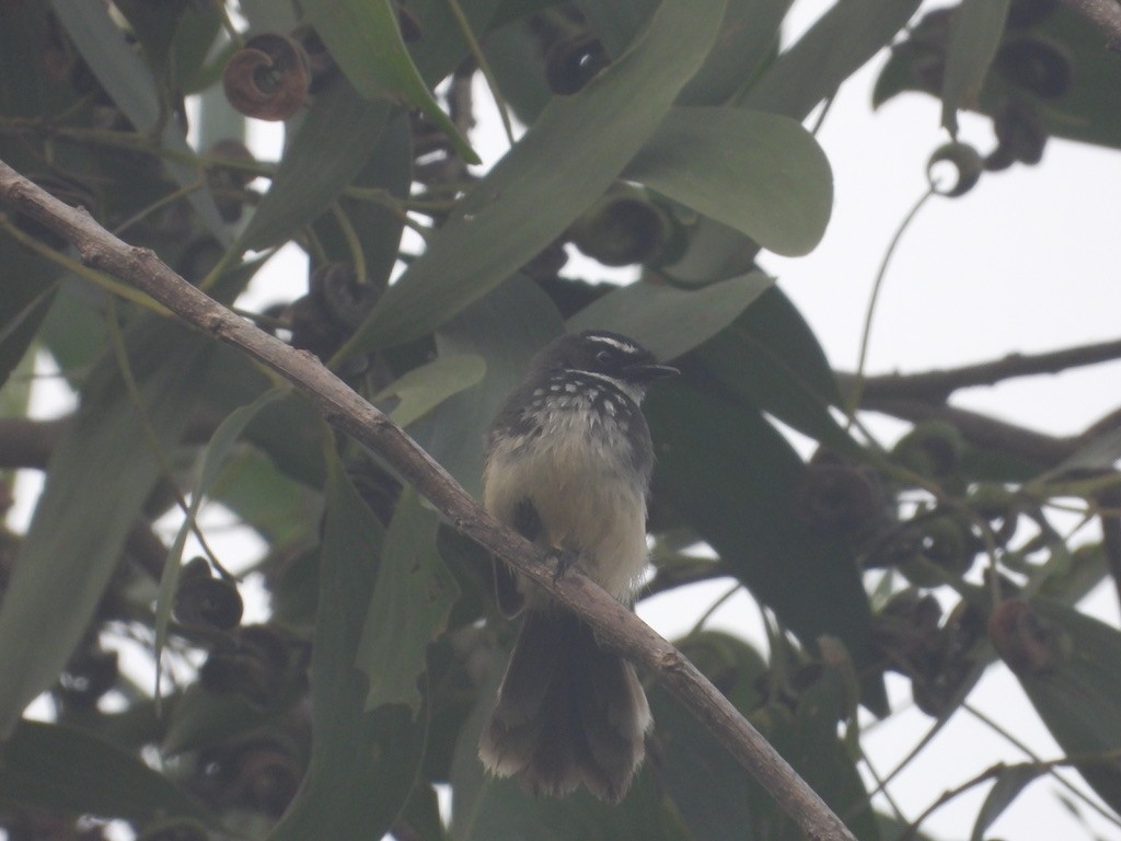 Spot-breasted Fantail - ML627989647