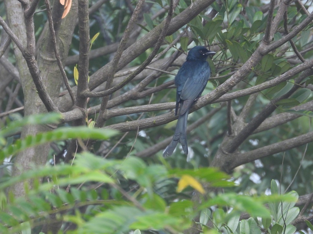 Black Drongo - ML627989665