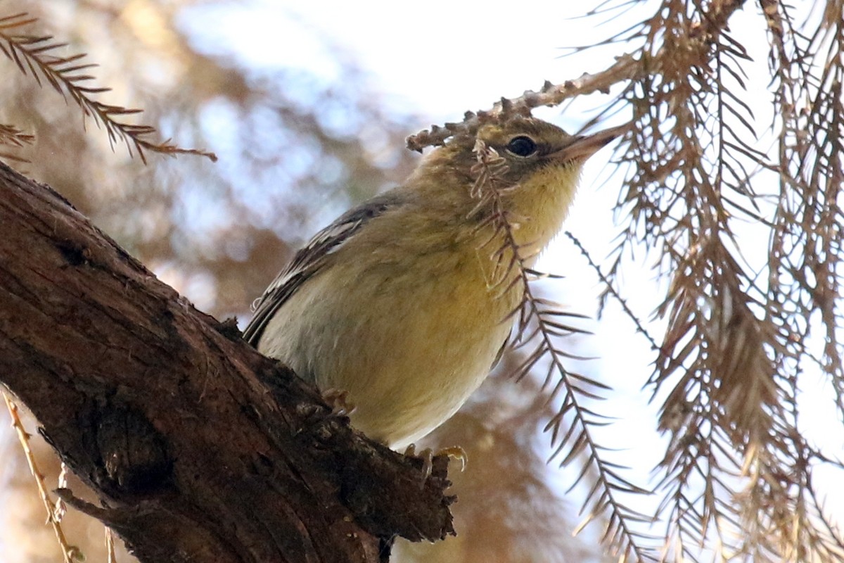 Pine Warbler - ML627989709