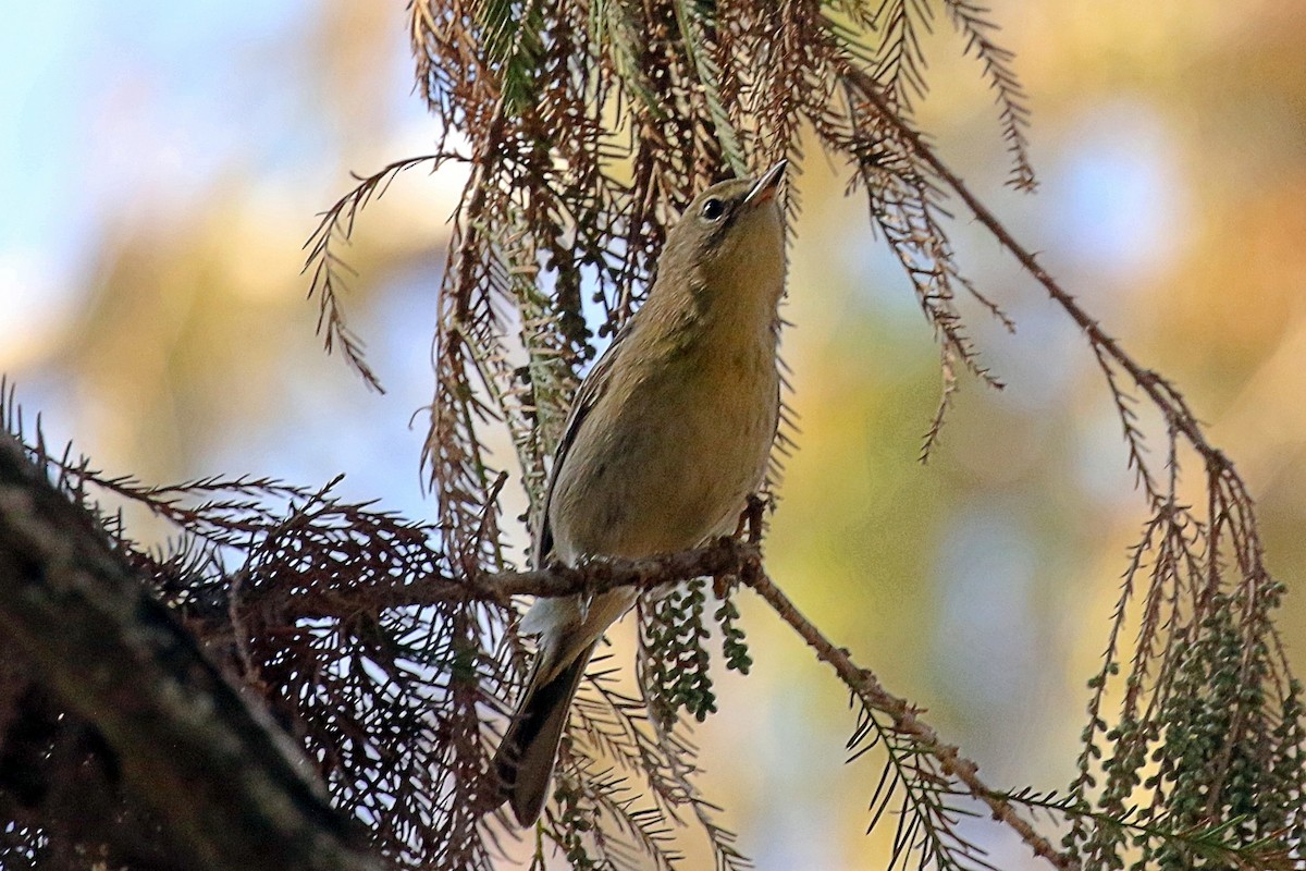 Pine Warbler - ML627989716