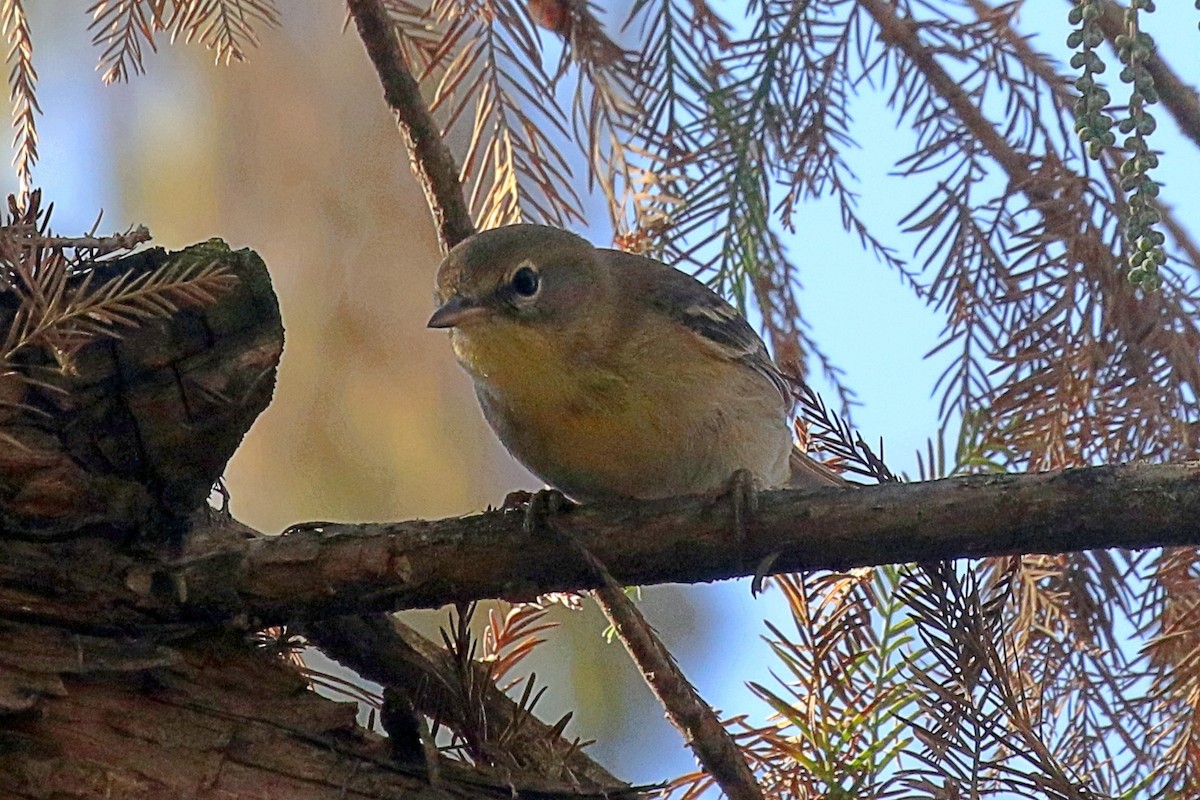 Pine Warbler - ML627989725