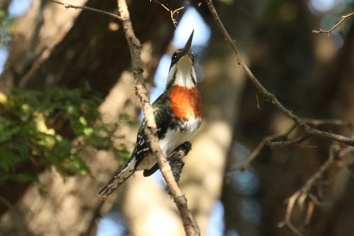 Green Kingfisher - ML627989752