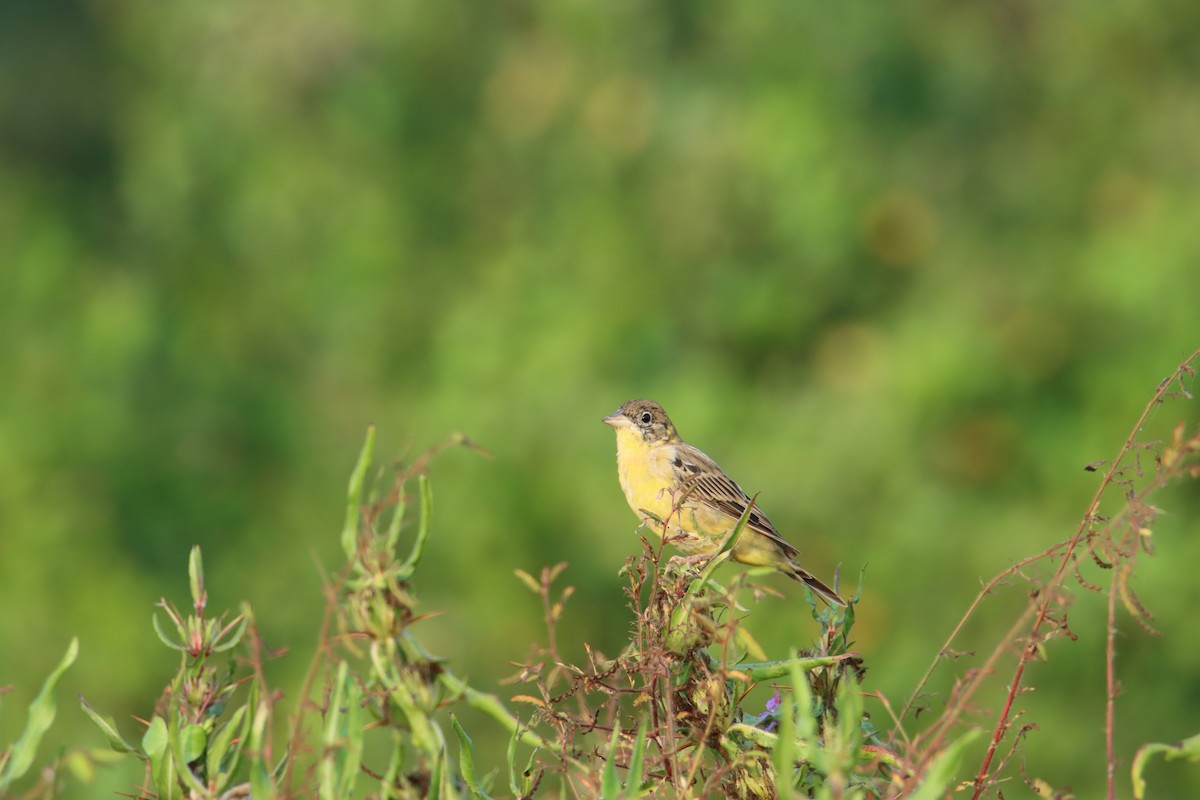 Black-headed Bunting - ML627989756