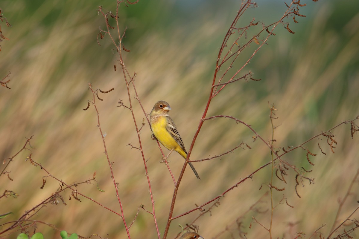 Red-headed Bunting - ML627989763