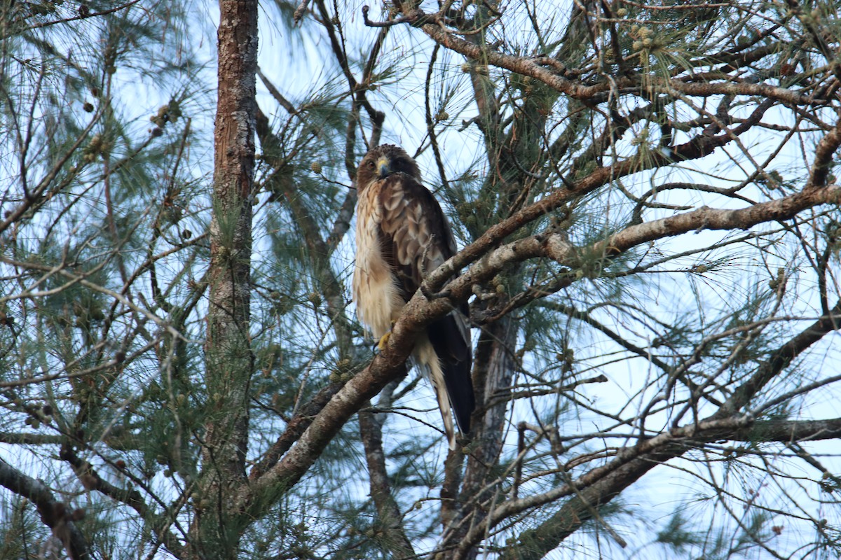 Booted Eagle - ML627989779