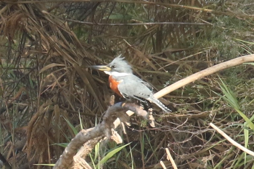 Ringed Kingfisher - ML627989781