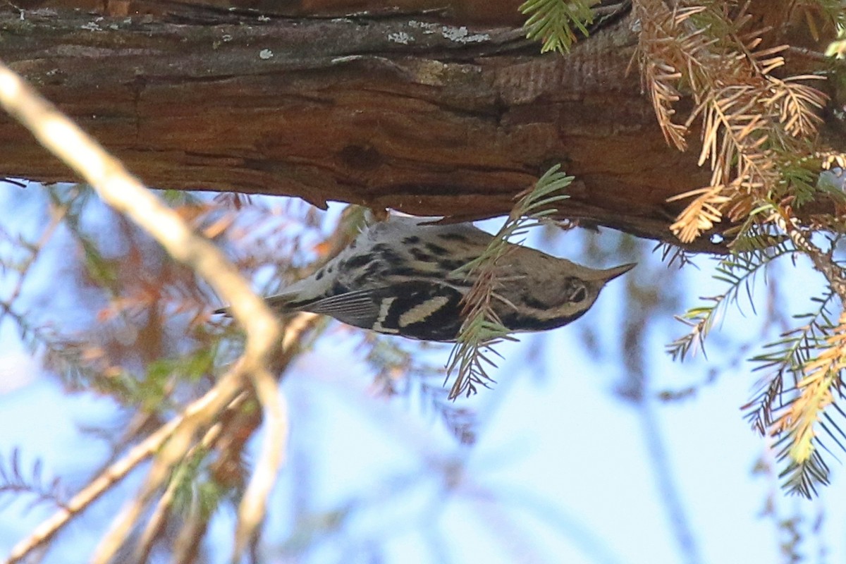 Black-and-white Warbler - ML627989787