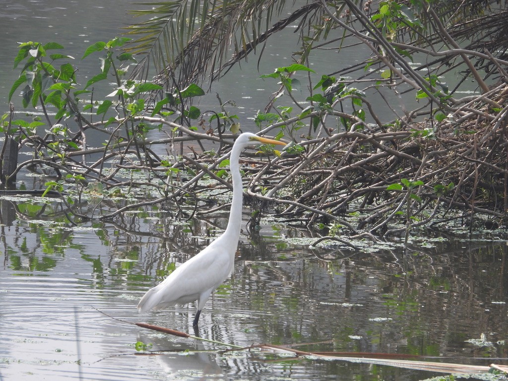 Medium Egret - ML627989788