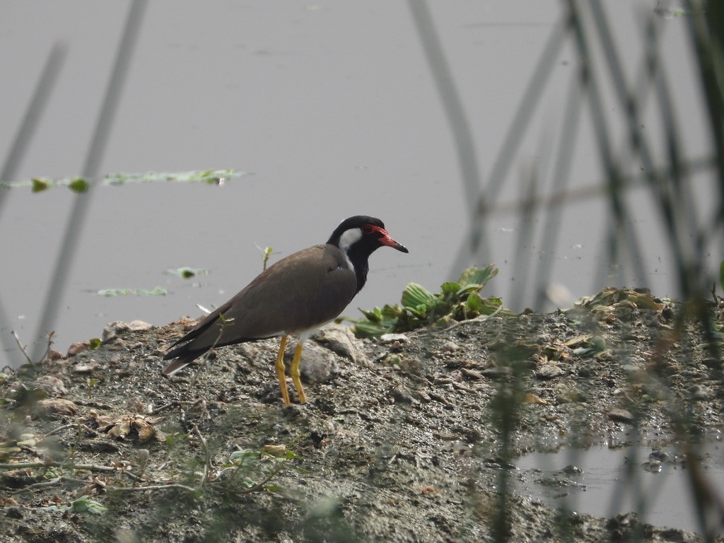 Red-wattled Lapwing - ML627989790