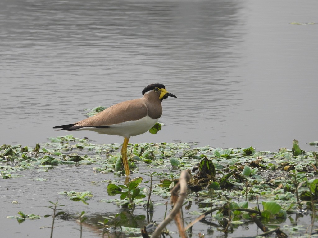 Yellow-wattled Lapwing - ML627989791