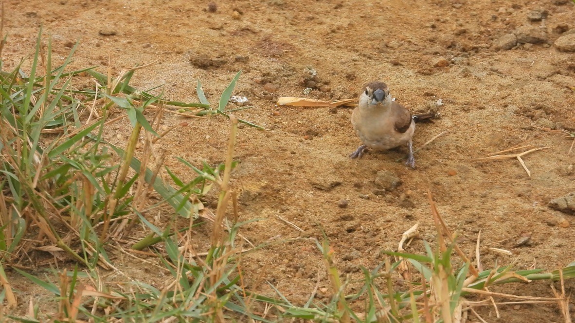 Indian Silverbill - ML627989804