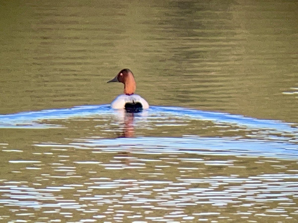 Canvasback - ML627989849