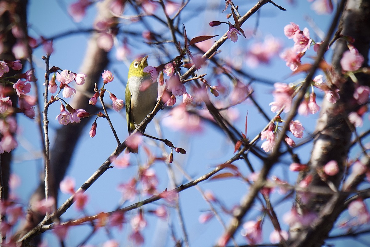 Chestnut-flanked White-eye - ML627989873