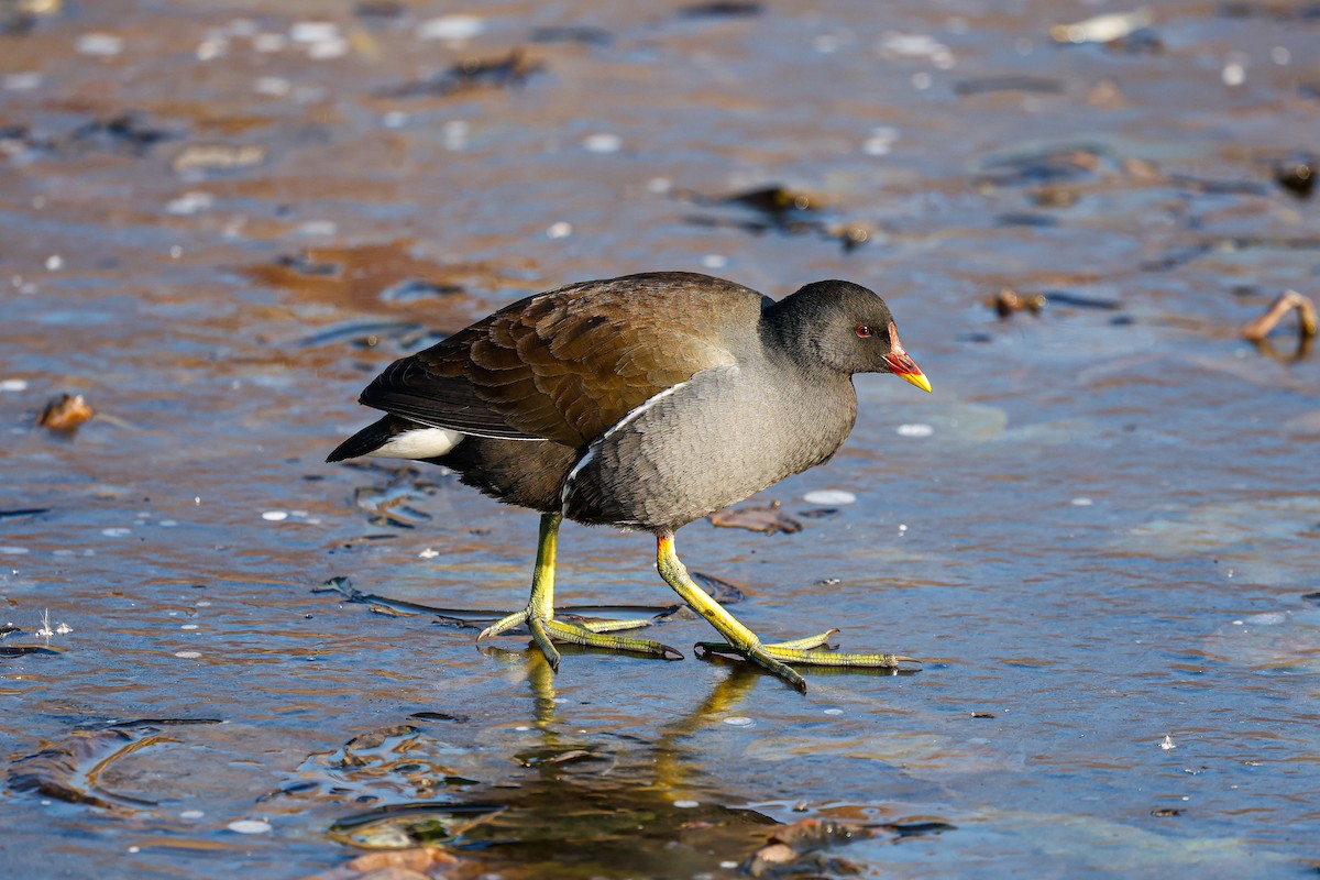 Gallineta Común - ML627989931