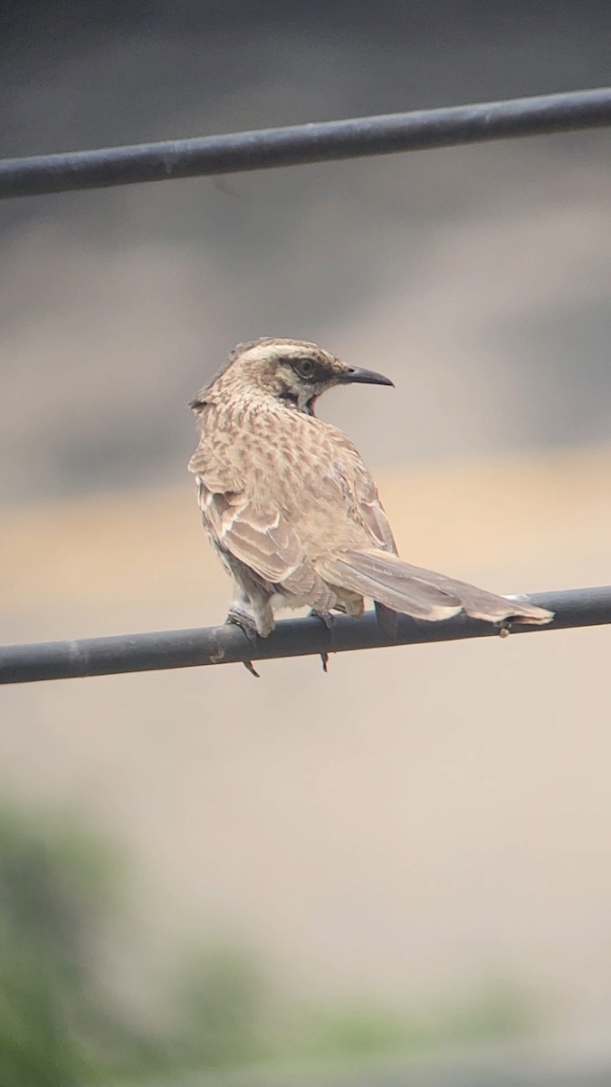 Long-tailed Mockingbird - ML627989940