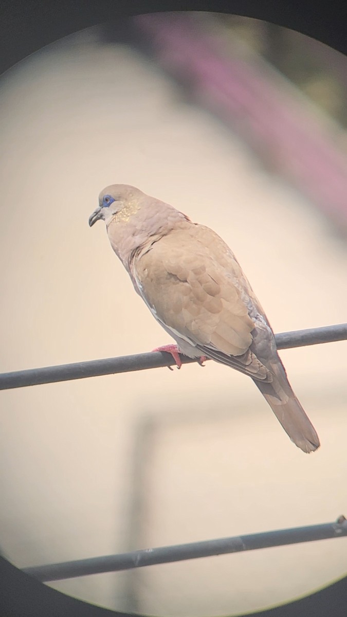 West Peruvian Dove - ML627989969
