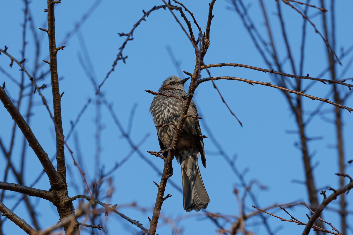 Bulbul Orejipardo - ML627989980