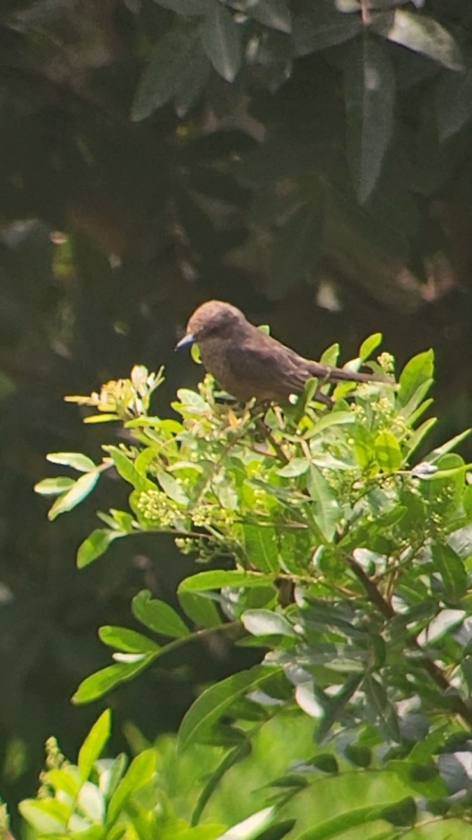 Vermilion Flycatcher - ML627989992