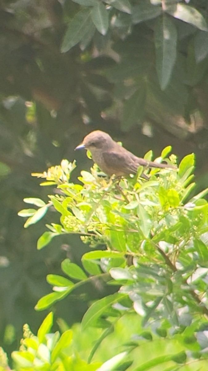 Vermilion Flycatcher - ML627989993