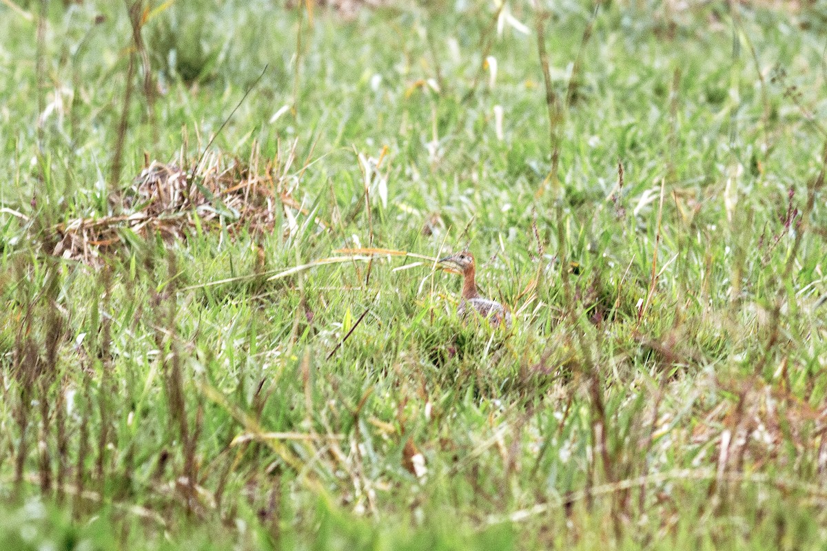 Red-winged Tinamou - ML627990136