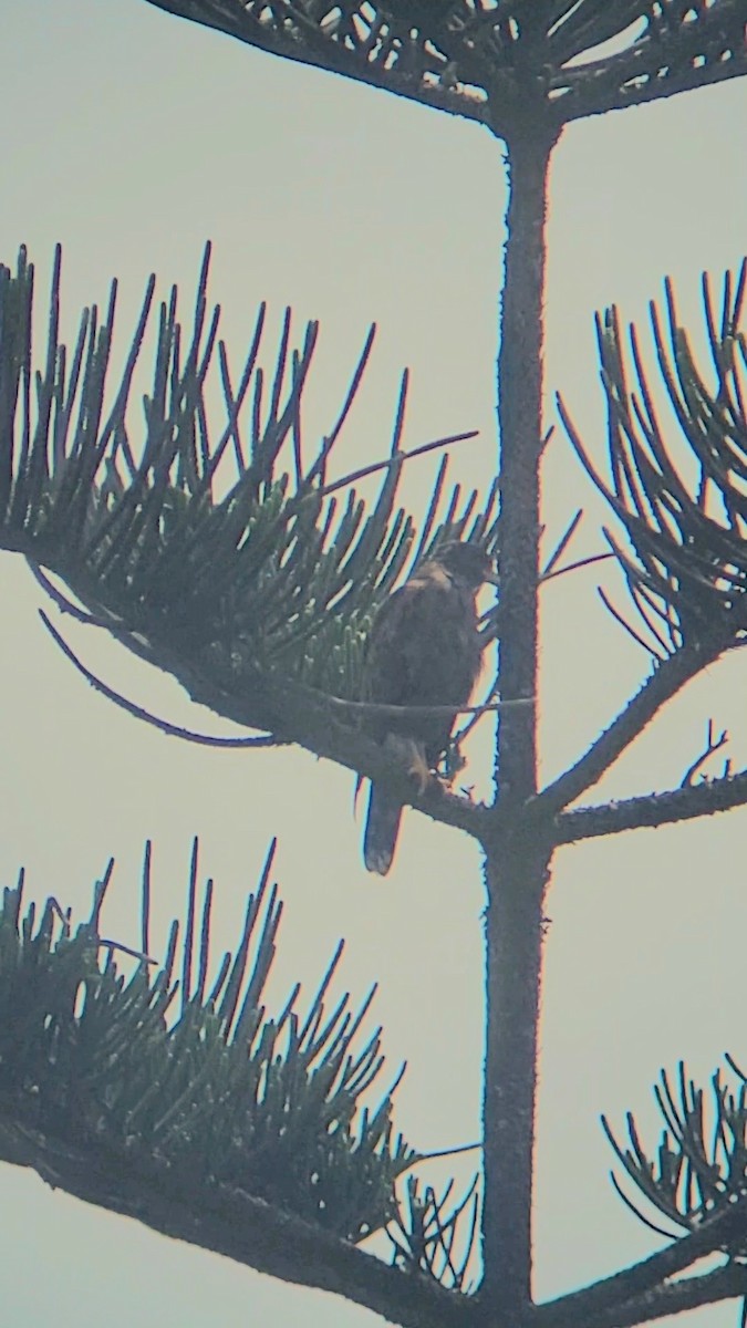 Harris's Hawk - ML627990149