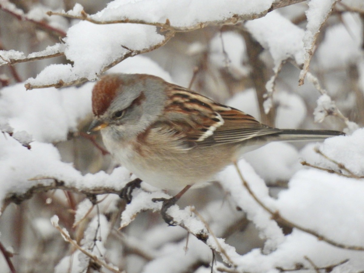 American Tree Sparrow - ML627990182