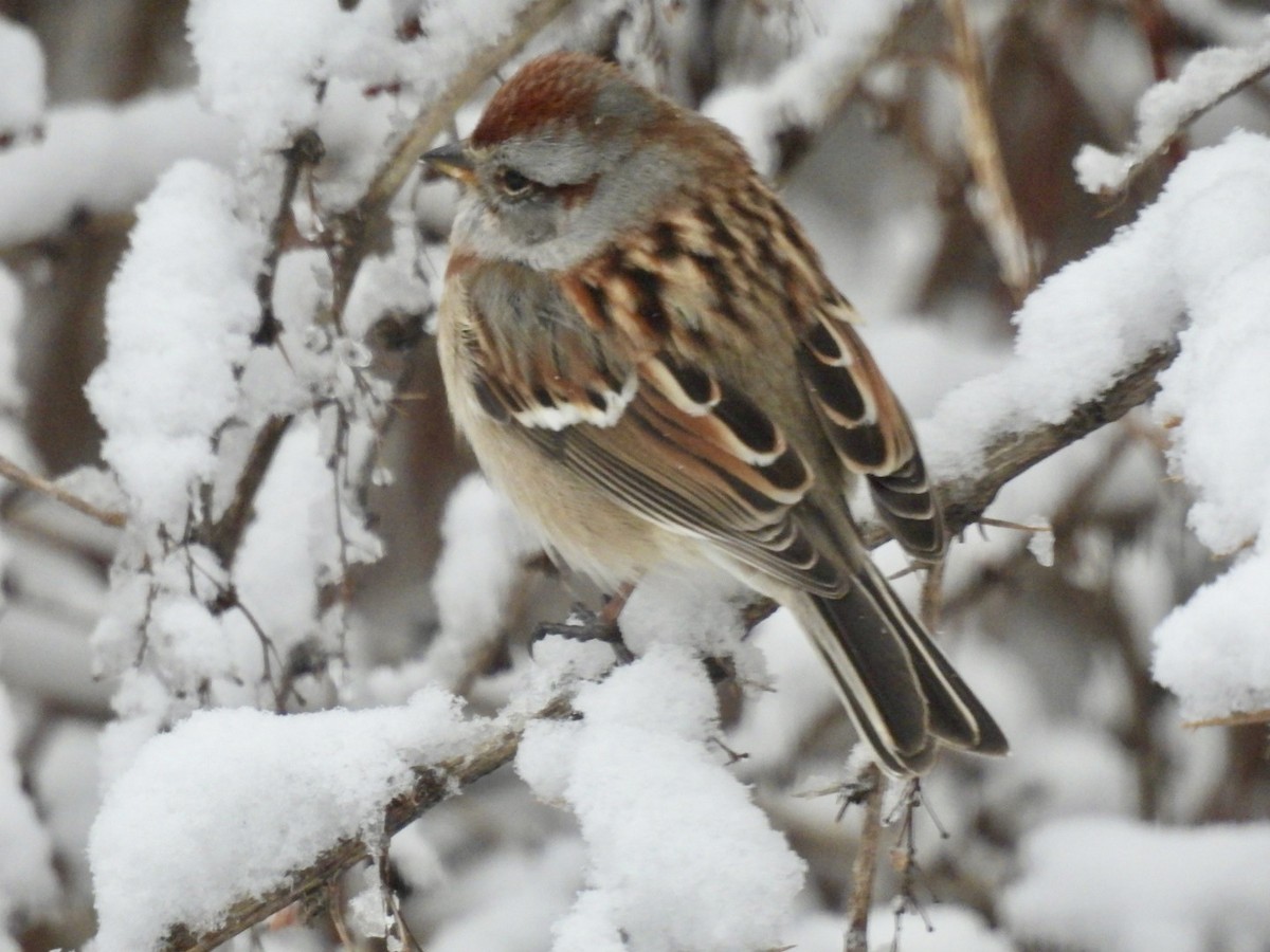 American Tree Sparrow - ML627990183