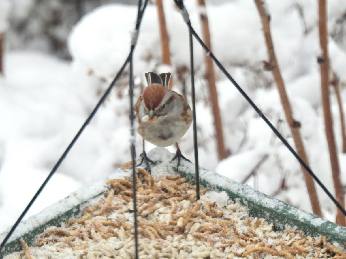 American Tree Sparrow - ML627990184