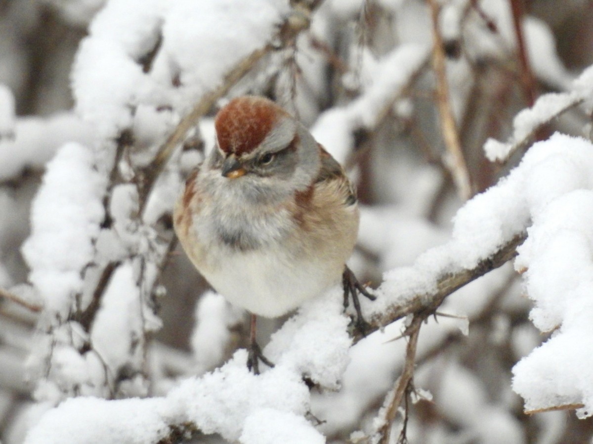 American Tree Sparrow - ML627990185