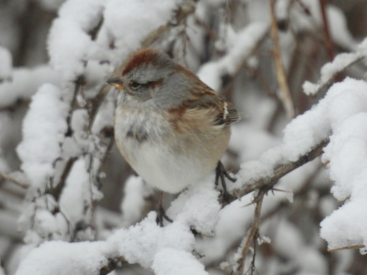 American Tree Sparrow - ML627990186