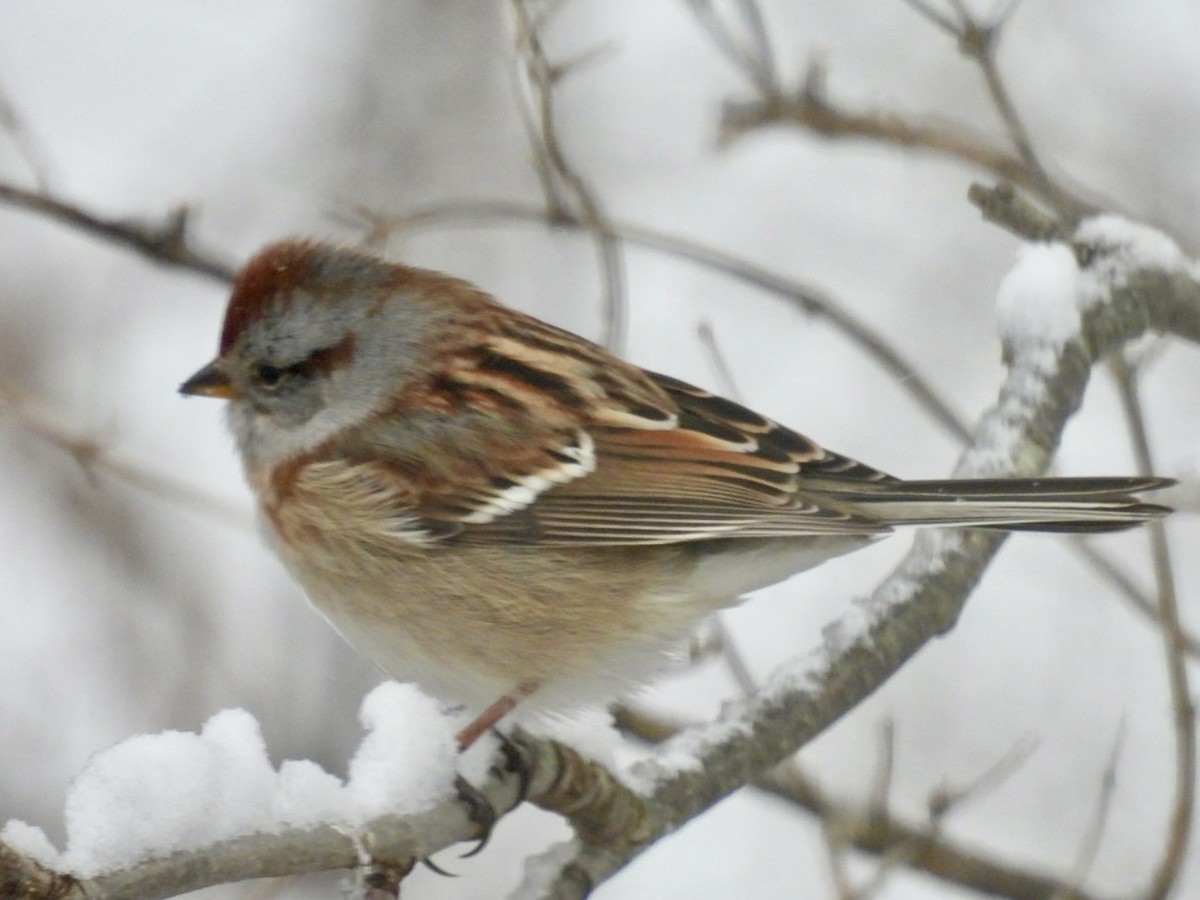 American Tree Sparrow - ML627990187