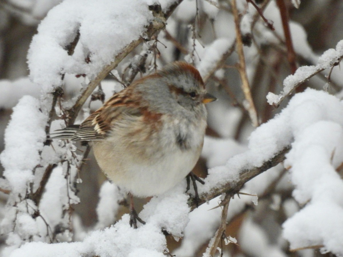 American Tree Sparrow - ML627990188