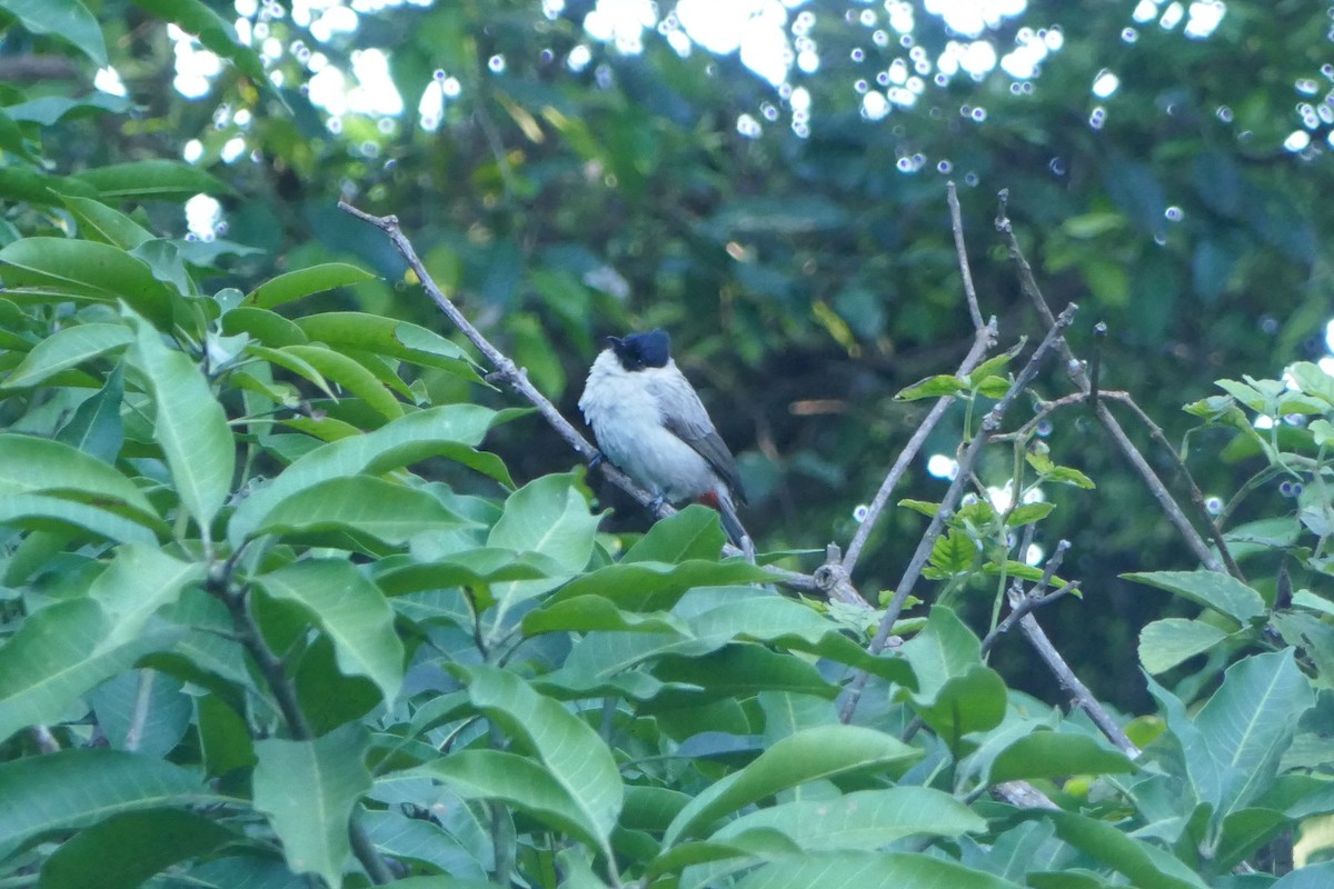 Bulbul Ventridorado - ML627990192