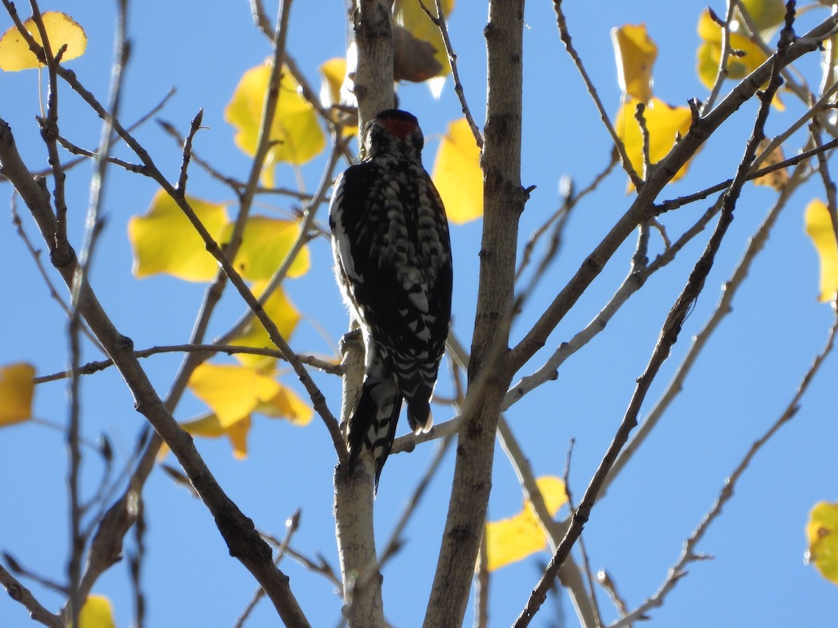 Red-naped Sapsucker - ML627990193