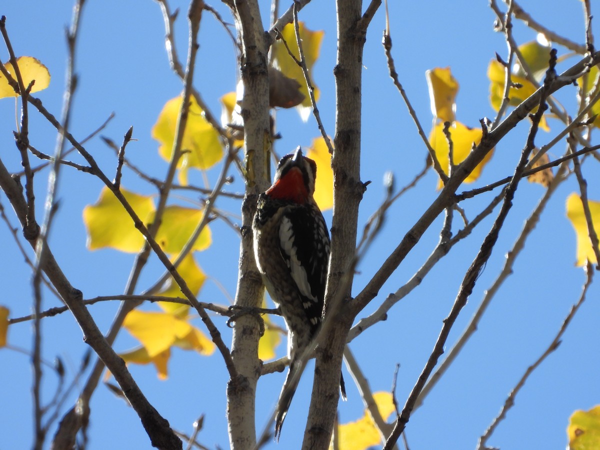 Red-naped Sapsucker - ML627990196