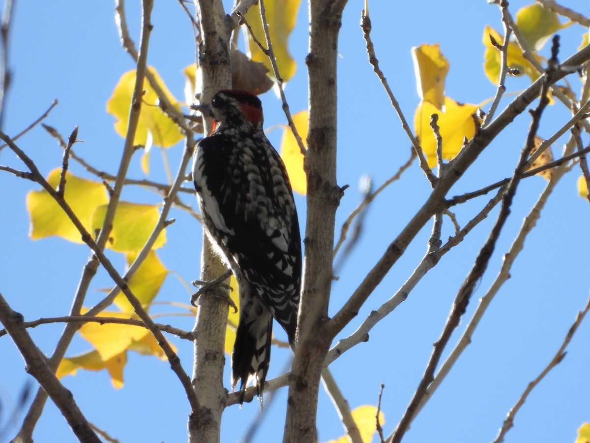 Red-naped Sapsucker - ML627990200