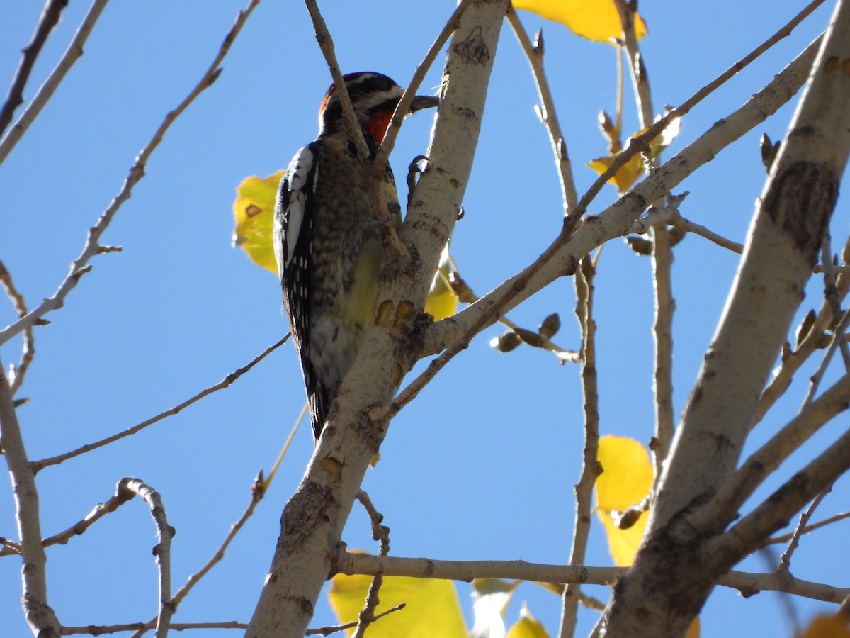 Red-naped Sapsucker - ML627990201